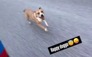 Perro Pogacar